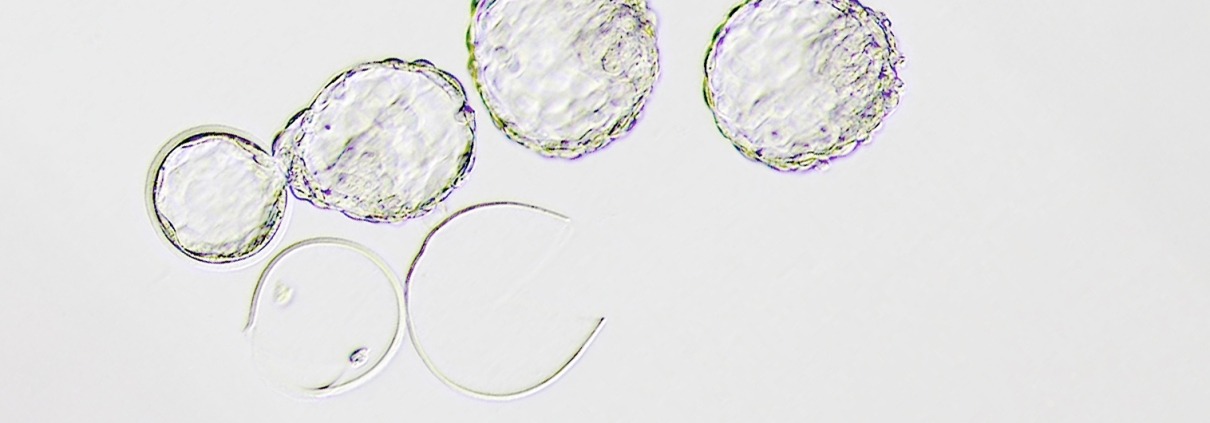 FertiPro Cells